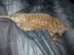 Adopt Catarina a Orange or Red Tabby Domestic Shorthair / Mixed (short coat) cat