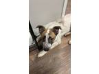 Adopt Zoey a White - with Brown or Chocolate German Shepherd Dog / Australian