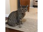 Adopt Guy a Brown Tabby Tabby / Mixed (short coat) cat in Duncanville