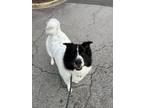 Adopt Mooshu a White - with Black Great Pyrenees / Border Collie / Mixed dog in