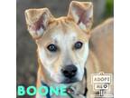Adopt Boone a Red/Golden/Orange/Chestnut Carolina Dog / Mixed Breed (Medium) /