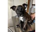 Adopt Pog a Brown/Chocolate Dutch Shepherd / Mixed dog in San Marcos