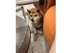 Adopt Sergeant a Brown/Chocolate Shiba Inu / Mixed dog in Fort Lee