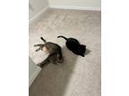 Adopt Zukko a Brown Tabby American Shorthair / Mixed (short coat) cat in