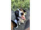 Adopt Angel a Black - with White Border Collie / Labrador Retriever / Mixed dog