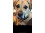 Adopt Rocco a Tan/Yellow/Fawn - with Black Bullmastiff / Mixed dog in