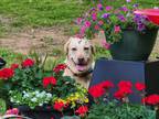 Adopt Amber a Tan/Yellow/Fawn Labrador Retriever / Mixed dog in Clinton