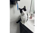 Adopt Tiny a Black & White or Tuxedo Domestic Shorthair / Mixed (medium coat)