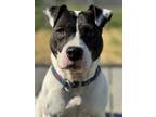 Adopt Diana a Black Mixed Breed (Medium) / Mixed dog in Lancaster, PA (40751698)