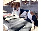 Adopt Charlie a Treeing Walker Coonhound / Hound (Unknown Type) / Mixed dog in