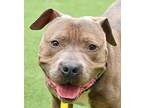 Adopt Angus a Merle American Pit Bull Terrier / Mixed Breed (Medium) / Mixed