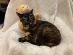 Adopt Josie a Tortoiseshell Domestic Shorthair (short coat) cat in Metairie