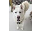 Adopt Alaska / AC 25137 B a Husky / Shepherd (Unknown Type) / Mixed dog in