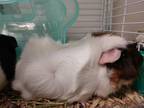 Adopt Pippin a Guinea Pig small animal in Fall River, MA (41253800)