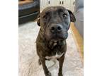 Adopt Hank a Brindle Mutt / Mutt / Mixed dog in Lehigh Acres, FL (41261640)