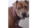 Adopt Harvey a Tan/Yellow/Fawn American Pit Bull Terrier / American Pit Bull