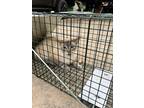 Adopt Anastasia a Siamese / Mixed (short coat) cat in Rockport, TX (41253843)