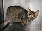 Adopt Scat Cat a Domestic Shorthair / Mixed (short coat) cat in Rockport