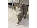 Adopt Uncle Jim a Brown Tabby Domestic Shorthair / Mixed (short coat) cat in