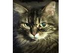 Adopt Marguerite a Brown or Chocolate (Mostly) Domestic Longhair / Mixed (long