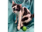 Adopt Corte a Domestic Shorthair / Mixed (short coat) cat in Pittsfield