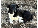 Adopt Mutt Mutt a Mixed Breed (Medium) / Mixed dog in Pittsfield, IL (41261561)