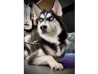 Adopt Delilah a Siberian Husky / Mixed dog in Mira Loma, CA (40006515)
