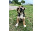 Adopt Sully a Black - with Tan, Yellow or Fawn Shepherd (Unknown Type) dog in