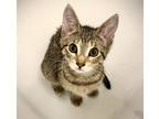 Adopt Uranus a Spotted Tabby/Leopard Spotted Domestic Shorthair / Mixed cat in