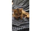 Adopt Pepsi a Gray, Blue or Silver Tabby Domestic Mediumhair / Mixed (medium