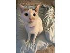 Adopt Sunshine a White (Mostly) Calico / Mixed (long coat) cat in Austin
