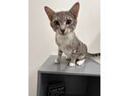 Adopt Sirabi a Gray or Blue Domestic Shorthair (short coat) cat in St Cloud