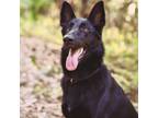 Adopt Riley a Black German Shepherd Dog / Mixed dog in Dunedin, FL (41261336)