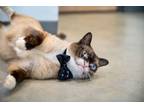 Adopt Peanut Butter a Siamese / Mixed (short coat) cat in Ocala, FL (41261335)