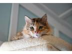 Adopt Sherbert a Domestic Longhair / Mixed (short coat) cat in Ocala