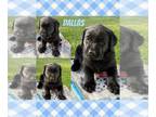 Labrador Retriever PUPPY FOR SALE ADN-787867 - Lucy and Moses Litter