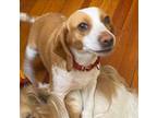 Adopt Chifon a Tan/Yellow/Fawn - with White Beagle / Mixed dog in Brooklyn