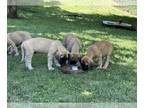 Mastiff PUPPY FOR SALE ADN-787872 - Pure Bred English Mastiff Puppies