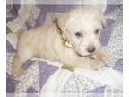 Schnoodle (Miniature) PUPPY FOR SALE ADN-787873 - SCHNOODLES