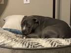 Adopt Thor a Gray/Blue/Silver/Salt & Pepper American Pit Bull Terrier / Mixed