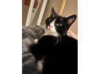 Adopt Jack a Black & White or Tuxedo Domestic Shorthair / Mixed (short coat) cat