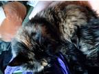 Adopt Celeste a Tortoiseshell Calico / Mixed (long coat) cat in Everett