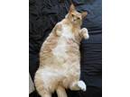 Adopt Nibbler a Cream or Ivory Tabby / Mixed (short coat) cat in Tehachapi