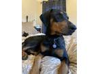 Adopt Buffy a Black - with Tan, Yellow or Fawn Doberman Pinscher / Mixed dog in