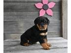 Rottweiler PUPPY FOR SALE ADN-787896 - AKC Rottweiler For Sale Fredericksburg OH