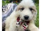 Great Pyrenees PUPPY FOR SALE ADN-787900 - Male Great Pyrenees