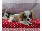 Cavalier King Charles Spaniel PUPPY FOR SALE ADN-787905 - AKC Cavalier KCS For