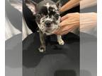 French Bulldog PUPPY FOR SALE ADN-787910 - French Bulldog Puppies