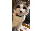 Adopt Mochi a Gray or Blue (Mostly) Domestic Longhair / Mixed (long coat) cat in