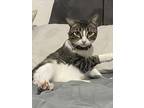 Adopt Finn a Brown Tabby Tabby / Mixed (short coat) cat in Tehachapi